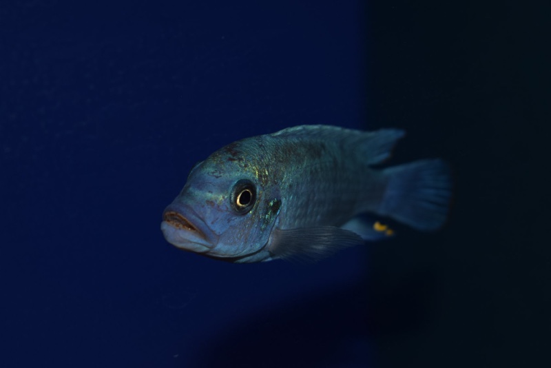 Maylandia estherae 'Narungu'